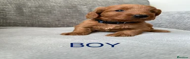 Cockapoo 3