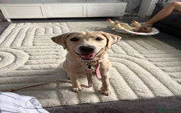 Labrador Retriever dogs for sale: 9 month old female Labrador for sale  - Image 3