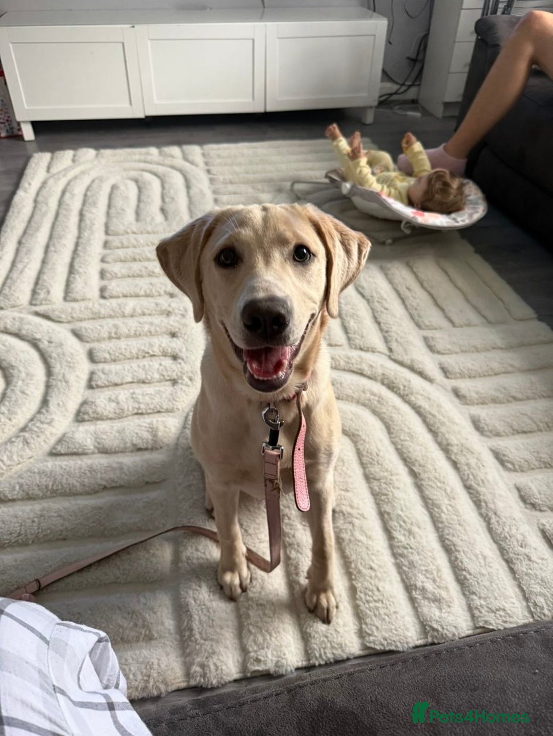 Labrador Retriever dogs for sale: 9 month old female Labrador for sale  - Image 3
