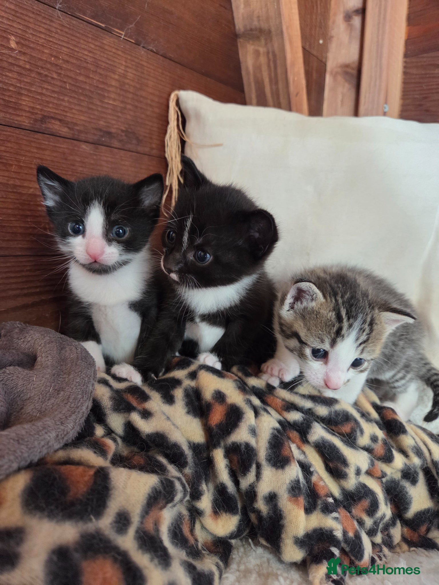 Mixed Breed cats 3 adorable kittens for sale - Advert 16