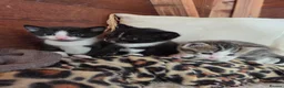 Mixed Breed cats for sale: 3 adorable kittens for sale - Advert 1