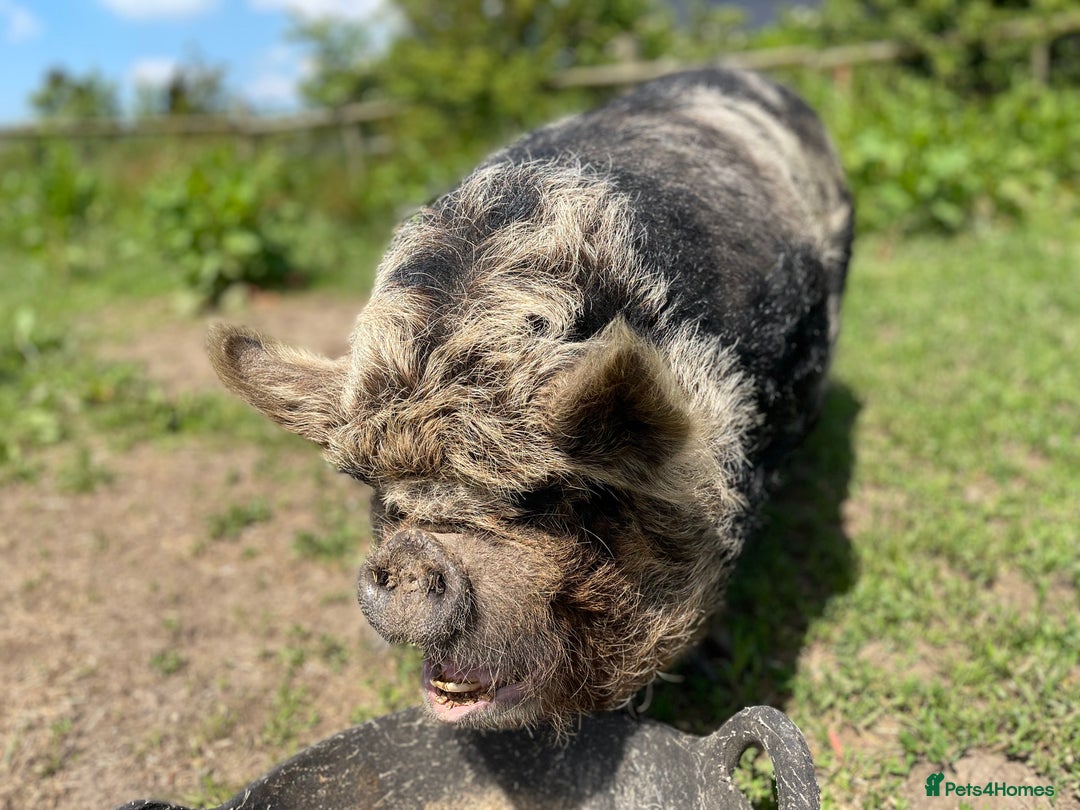 Pig livestock for sale: Three little pigs, Iron Age & Kune - Image 7