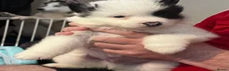 Huskita dogs for sale: 4 beautiful huskaties  - Advert 8