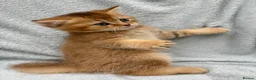British Shorthair cats for sale: Pedigree golden kittens - black golden & chocolate - Advert 5