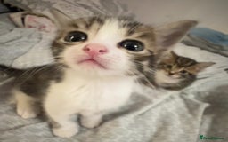 Mixed Breed cats for sale: Kittens for sale  - Image 7