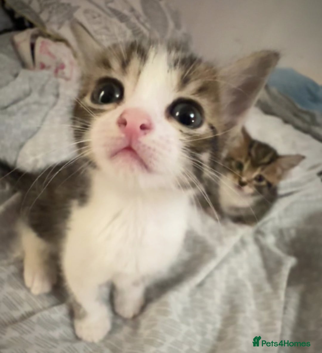 Mixed Breed cats for sale: Kittens for sale  - Image 7