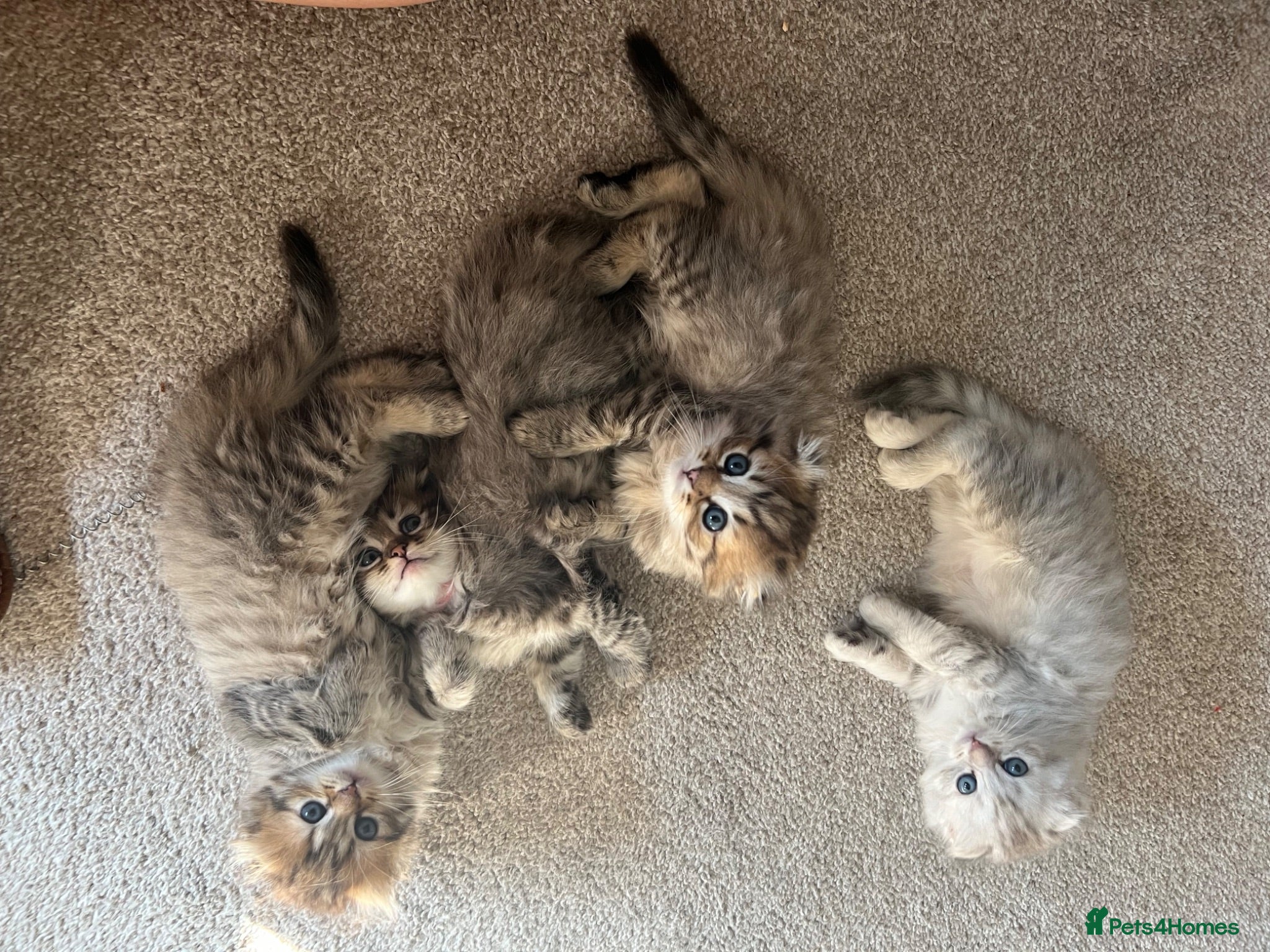 Scottish Fold cats M&Ms for sale  - Advert 5