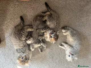 Scottish Fold cats M&Ms for sale - Advert 5