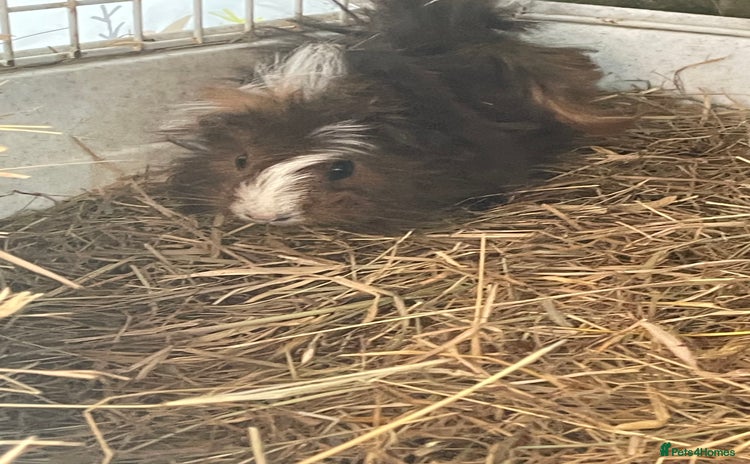 Guinea Pig rodents - Advert 1