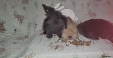 Mini Lion Lop rabbits - Advert 12