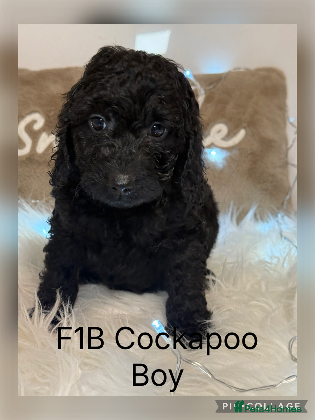 Cockapoo dogs for sale: F1B Cockapoo’s  - Advert 6