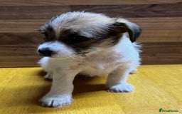 Mixed Breed dogs for sale: Jack Russell with a hint of Bichon Frise. - Image 18