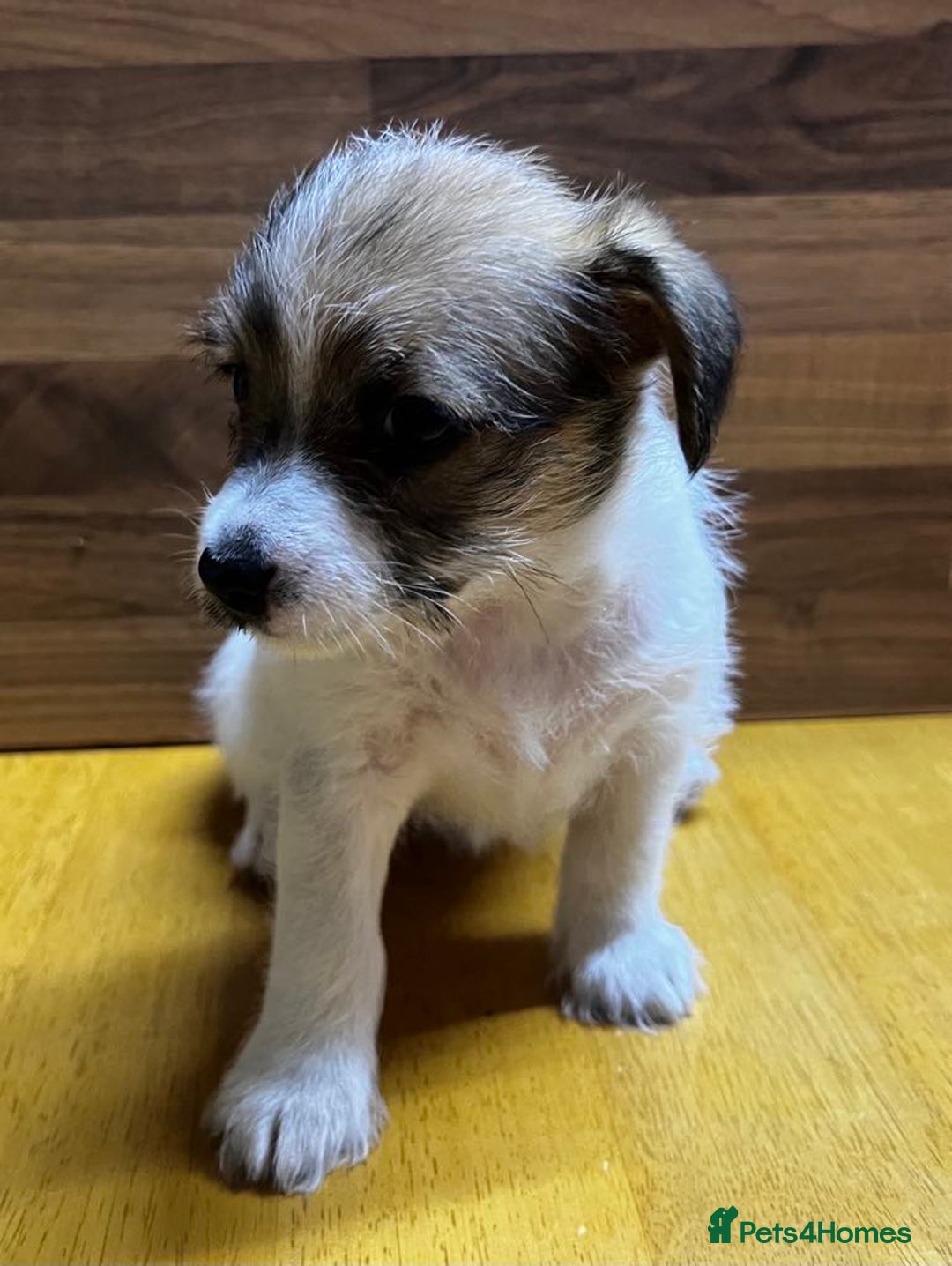 Mixed Breed dogs for sale: Jack Russell with a hint of Bichon Frise. - Image 18