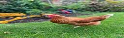 Chickens poultry for sale: Laying hen for sale - Advert 2