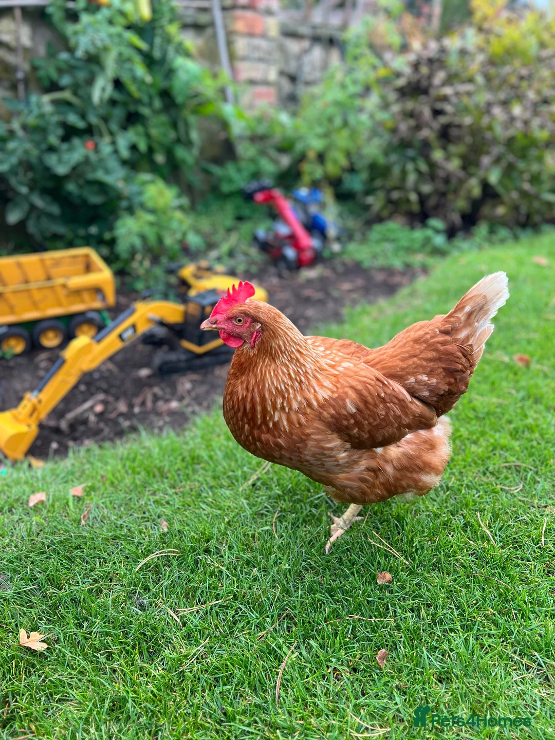 Chickens poultry for sale: Laying hen for sale - Advert 2