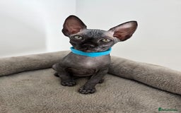Sphynx cats for sale: TICA registered Canadian sphynx  - Image 7