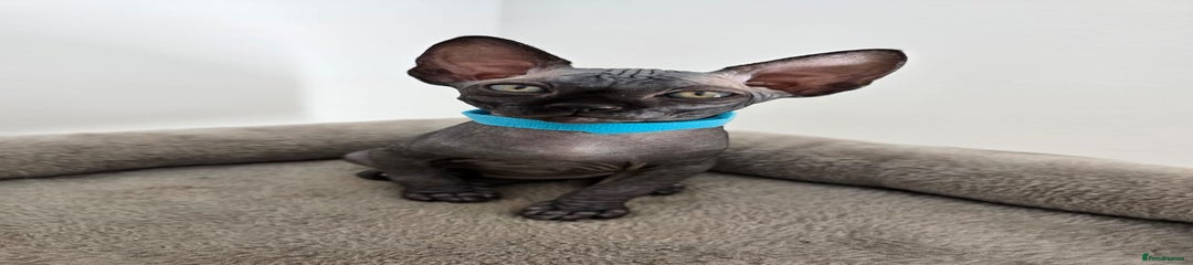 Sphynx Kitten 1