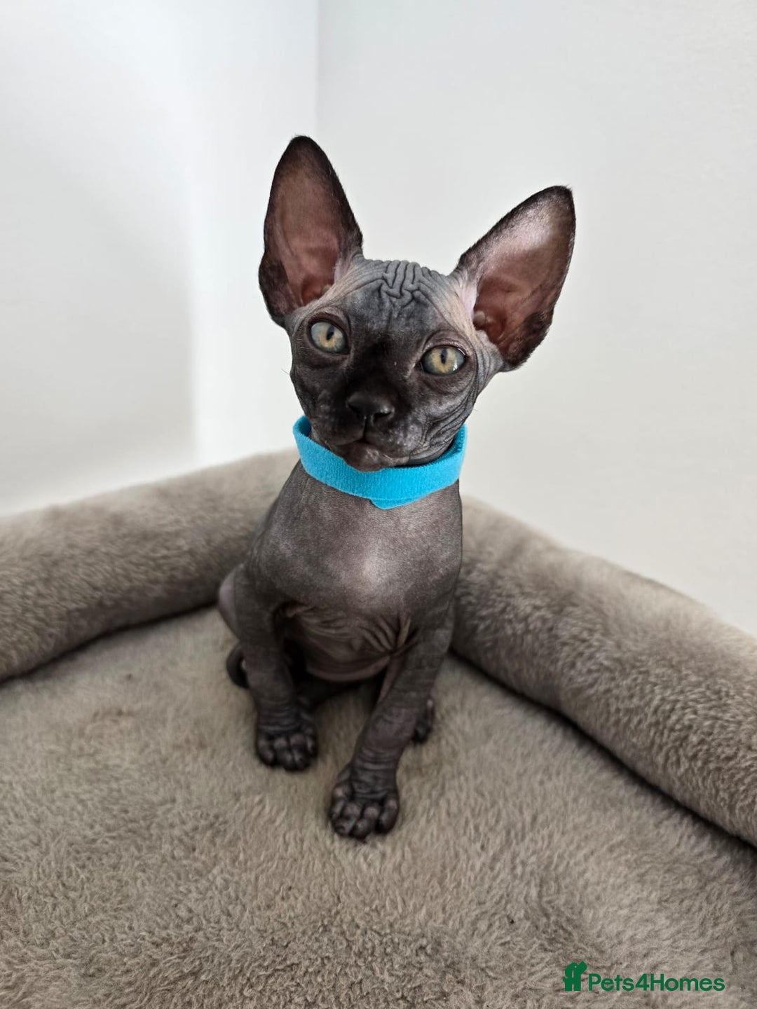 Sphynx cats for sale: TICA registered Canadian sphynx  - Image 7