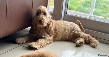 Cocker Spaniel dogs - Advert 4