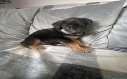 Mixed Breed dogs for sale: Ready for new loving homes now - Image 3