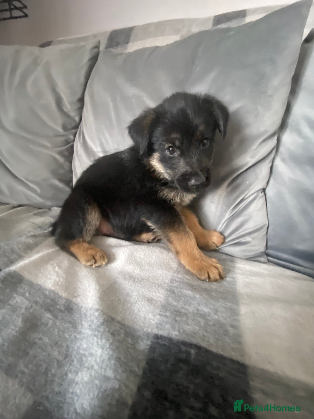 Mixed Breed dogs for sale: Ready for new loving homes now - Image 3
