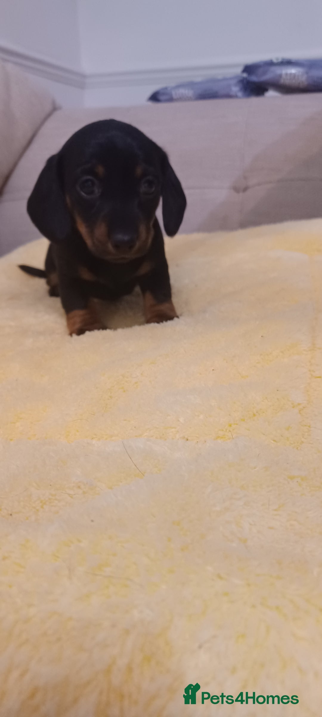 Miniature Dachshund dogs for sale: Miniature daschund  - Advert 6