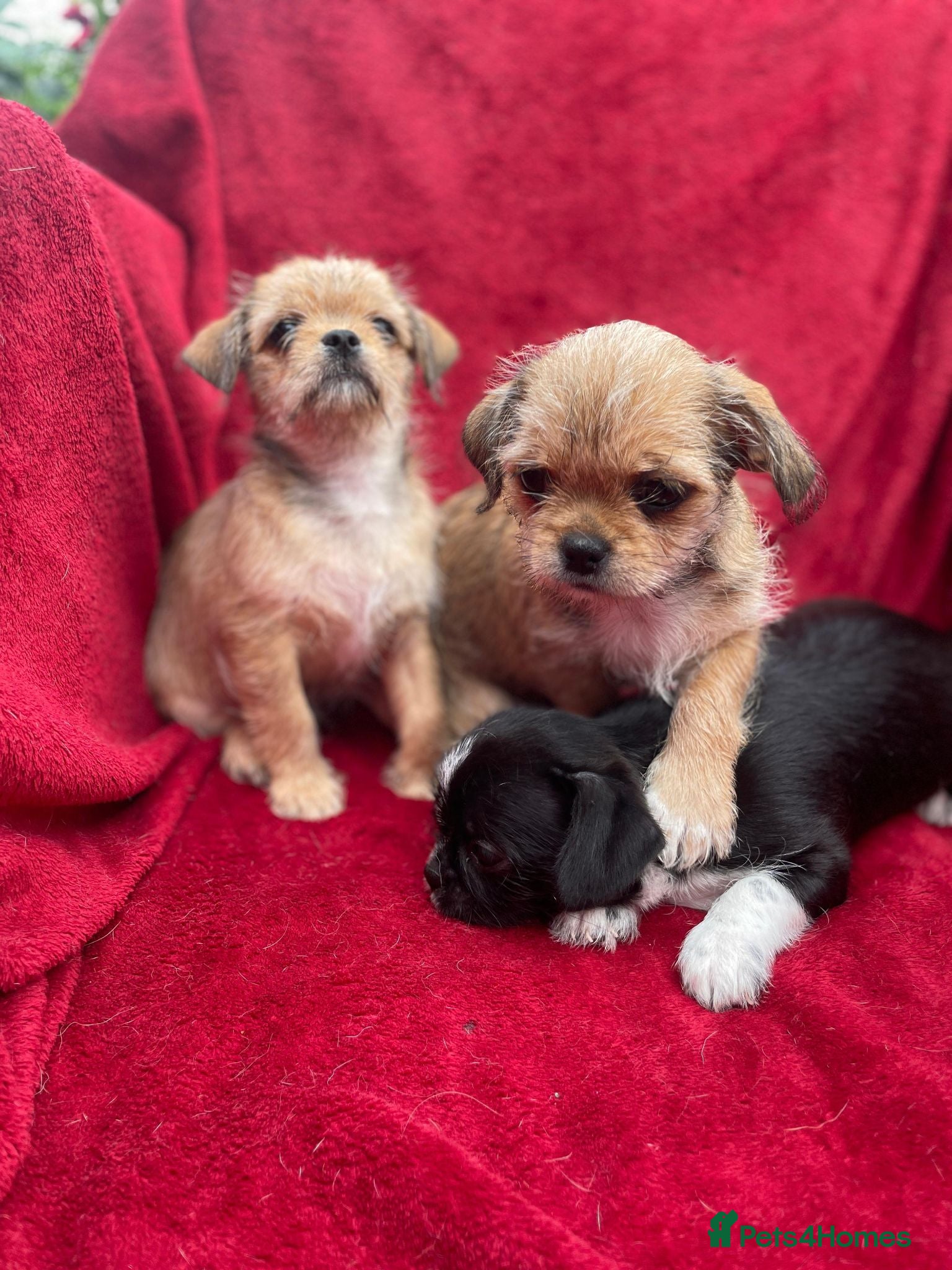 Mixed Breed dogs Lovely litter of beautiful shichis - Advert 2
