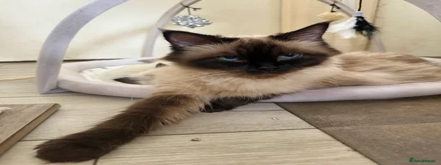 Lily