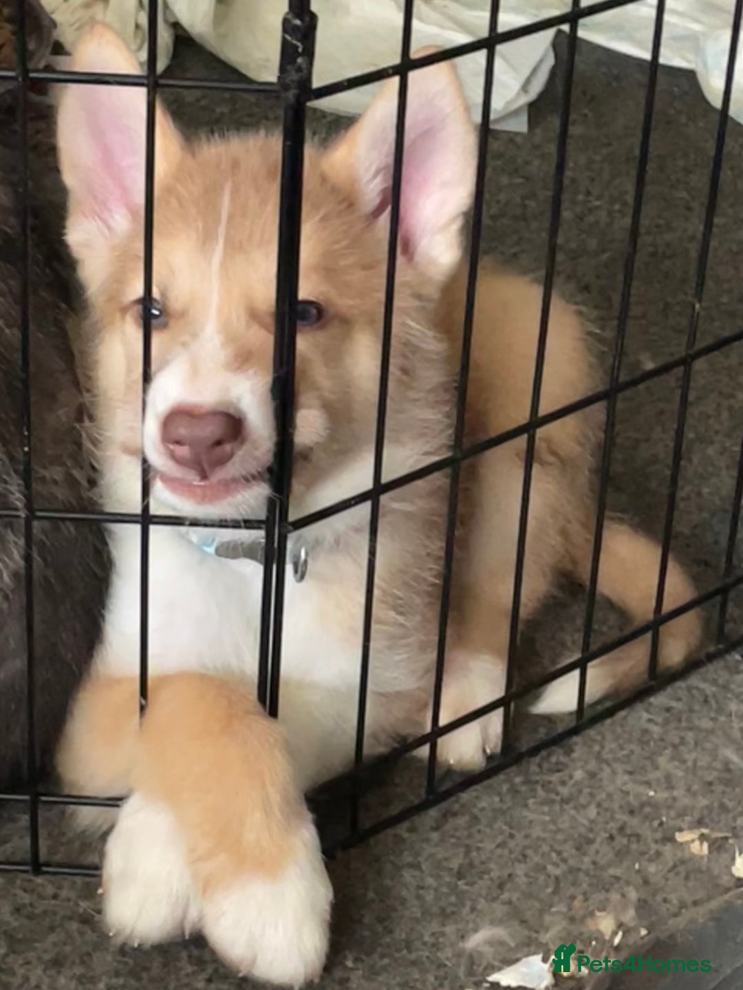 Huskita dogs for sale: Puppy for sale - Image 1