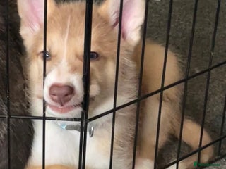 Huskita dogs - Advert 32