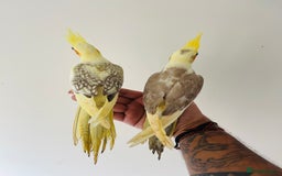 Cockatiels birds for sale: Hand reared cockatiels for sale  - Image 6