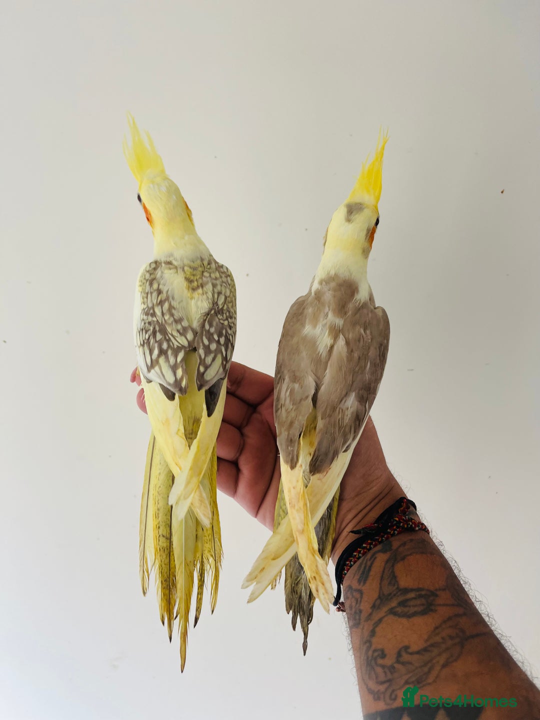 Cockatiels birds for sale: Hand reared cockatiels for sale  - Image 6