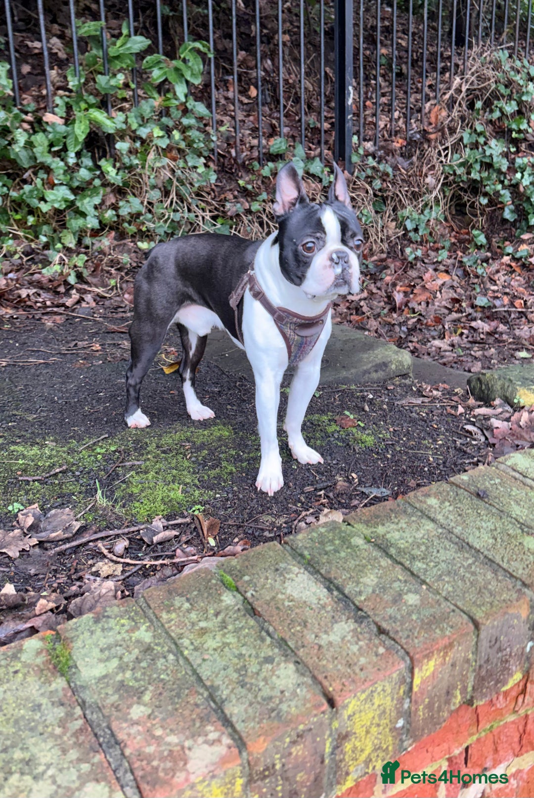 Boston Terrier dogs for stud: Proven black and white Boston terrier for stud - Advert 1