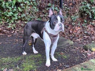 Boston Terrier dogs Proven black and white Boston terrier for stud - Advert 12
