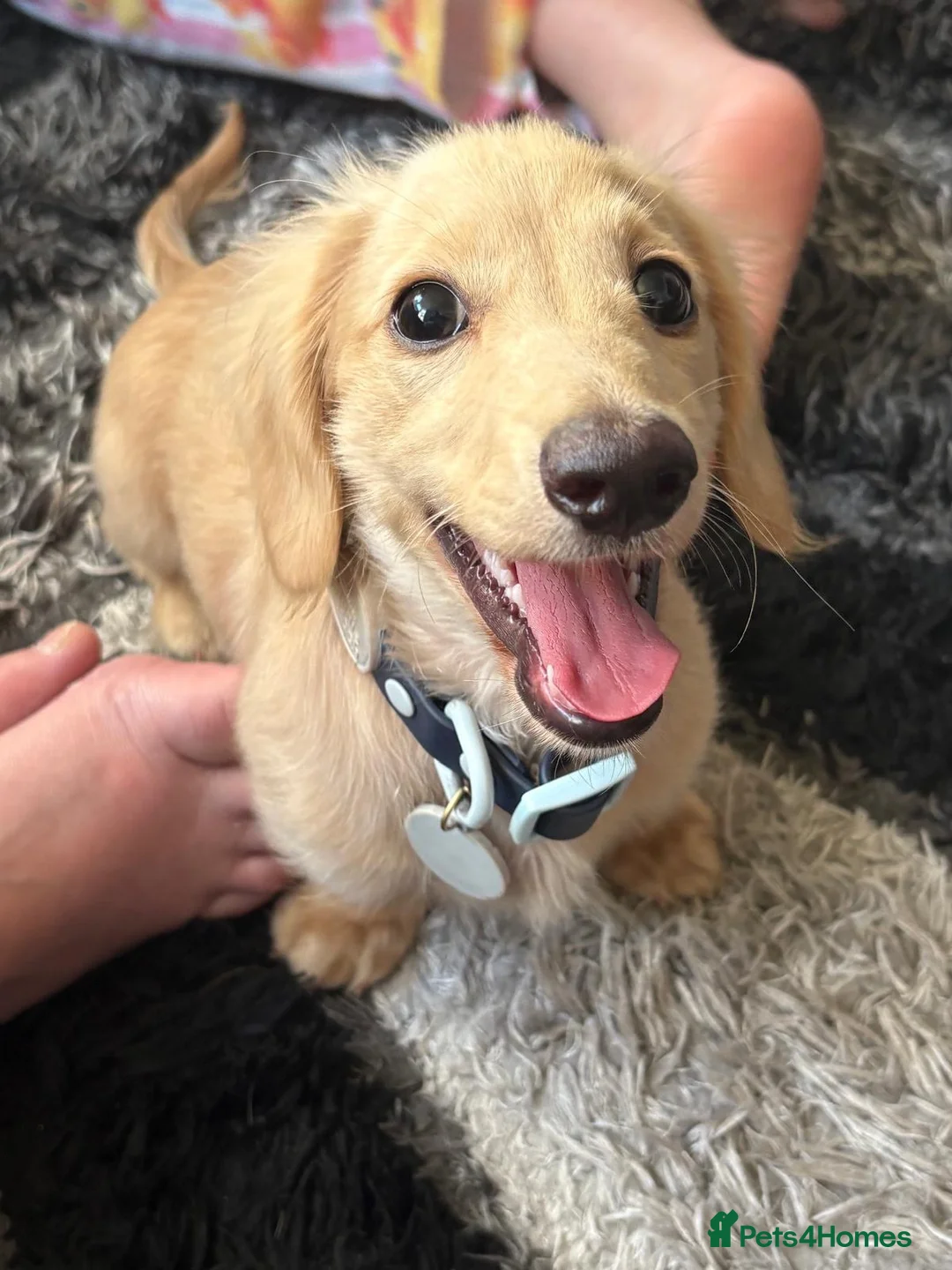 Miniature Dachshund dogs for sale: Cream miniature dachshund long haired  - Advert 2