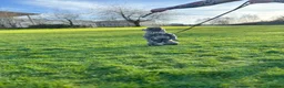 French Bulldog dogs for stud: French Bulldog Stud RFG grade 1 & 7 panel health  in Dunfermline - Advert 5