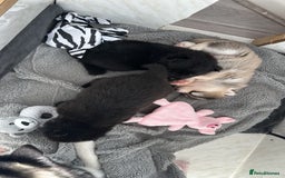 Pomsky dogs for sale: Pomsky Puppies  - Image 2