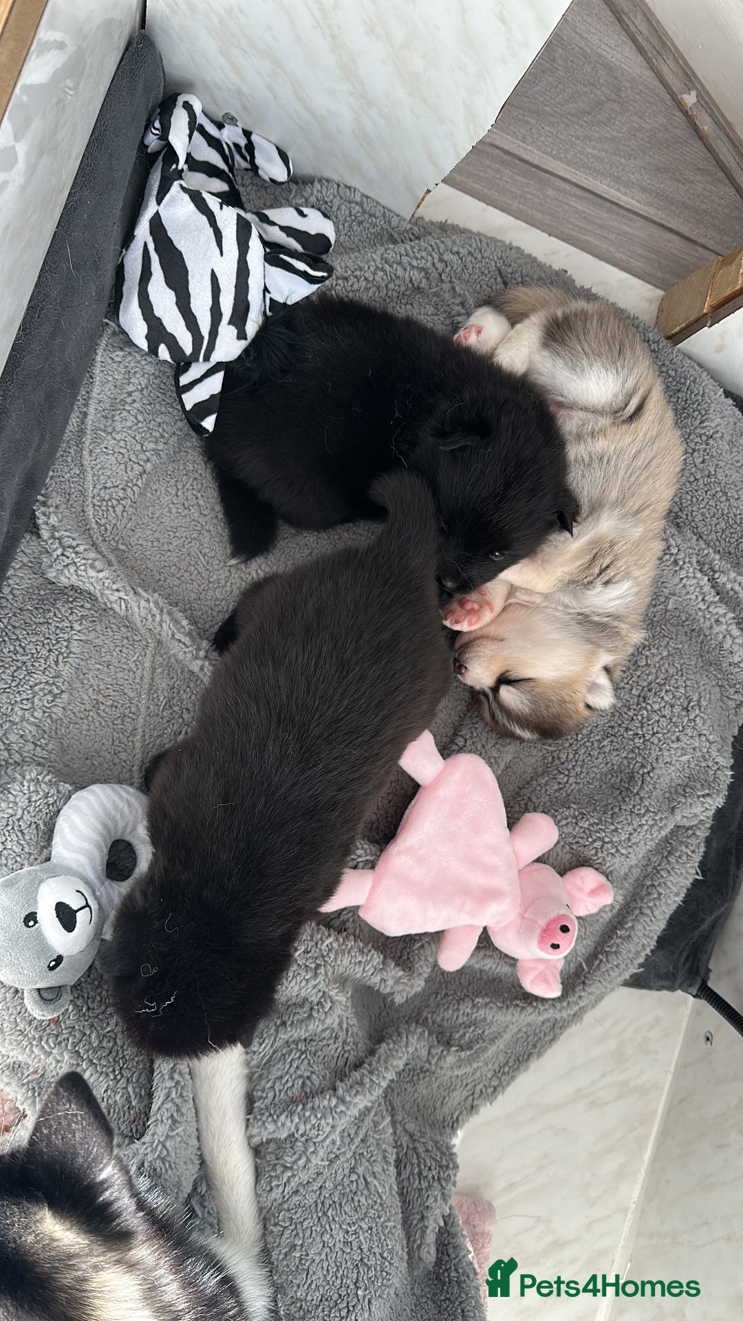 Pomsky dogs for sale: Pomsky Puppies  - Image 2