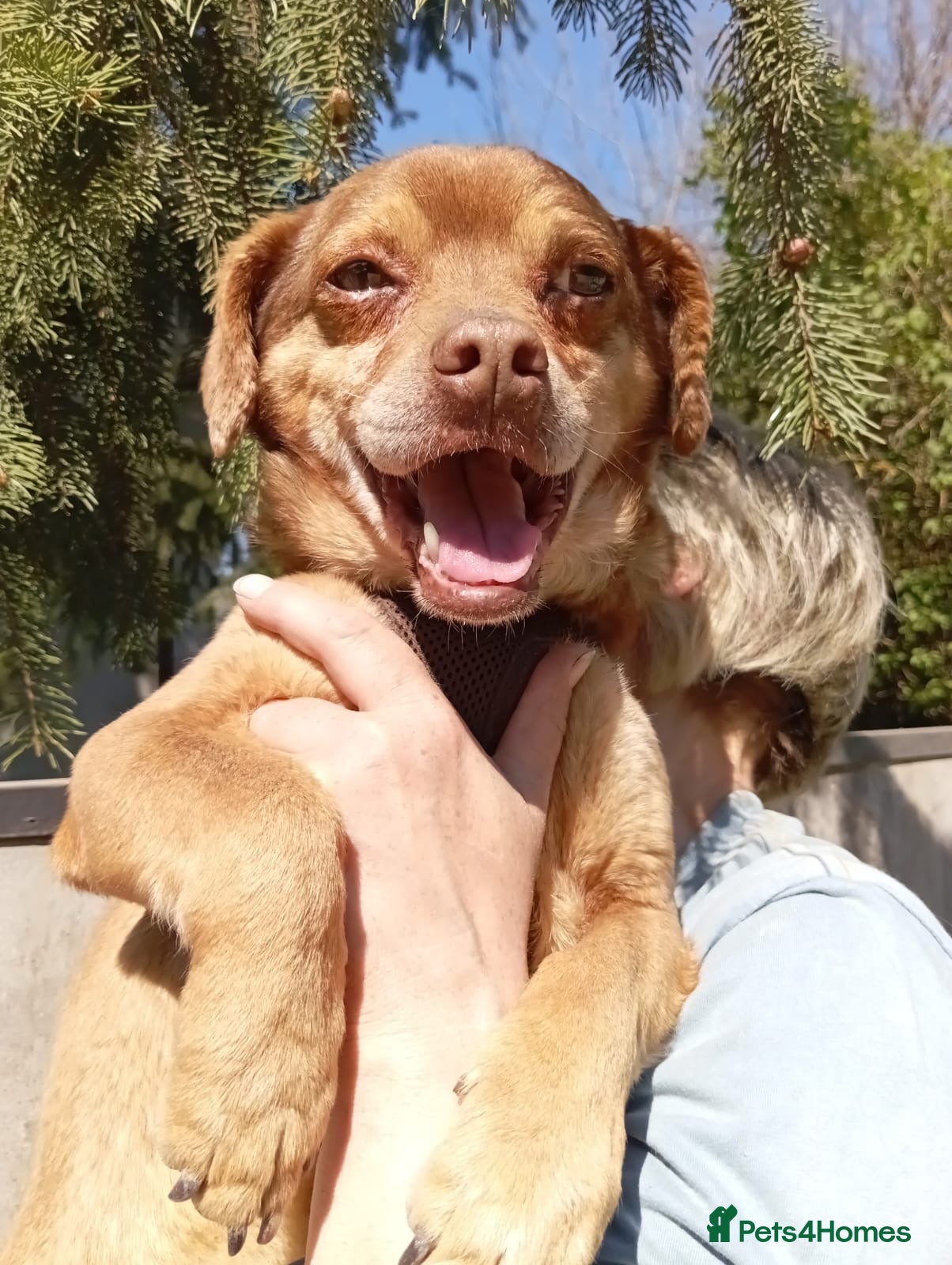 Mixed Breed dogs 💙🐶 ALAN – LEFT BEHIND, BUT STILL RUNNING - Advert 1