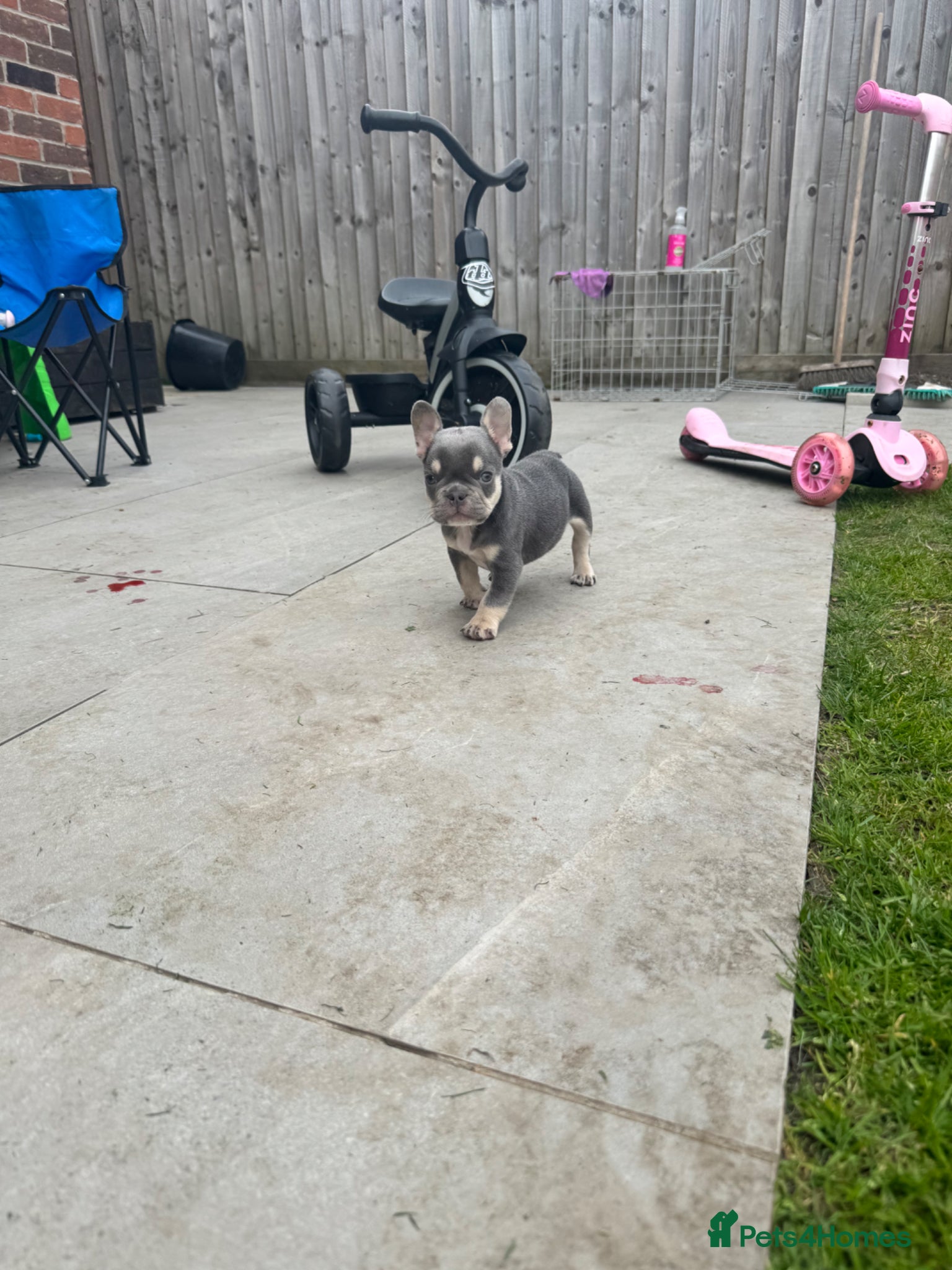 French Bulldog dogs Lilac and tan male  - Advert 3