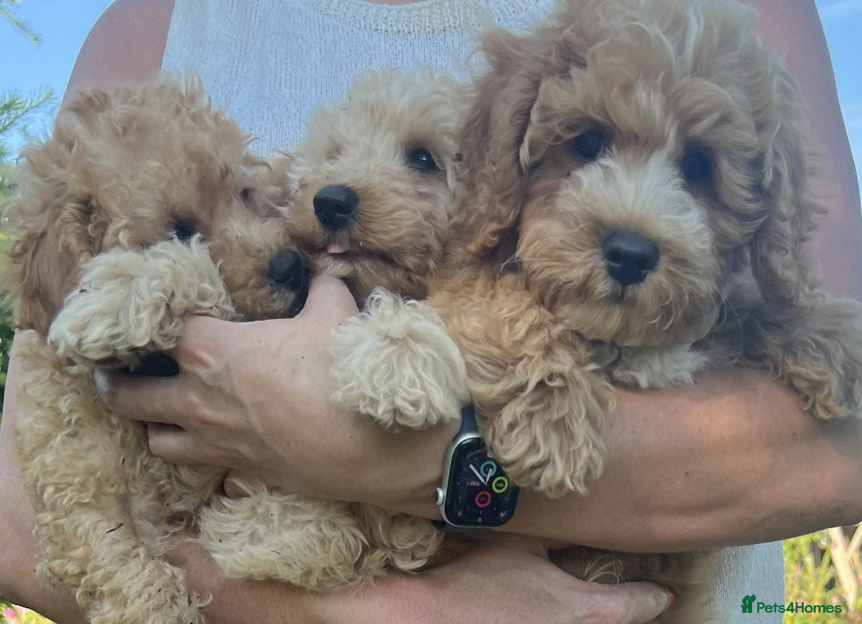 Cavapoochon dogs 🐾Beautiful F1b Cavapoochon Puppies 🐾 - Advert 11