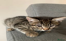 Mixed Breed cats for sale: Kitten - half Siberian READY NOW  - Image 2