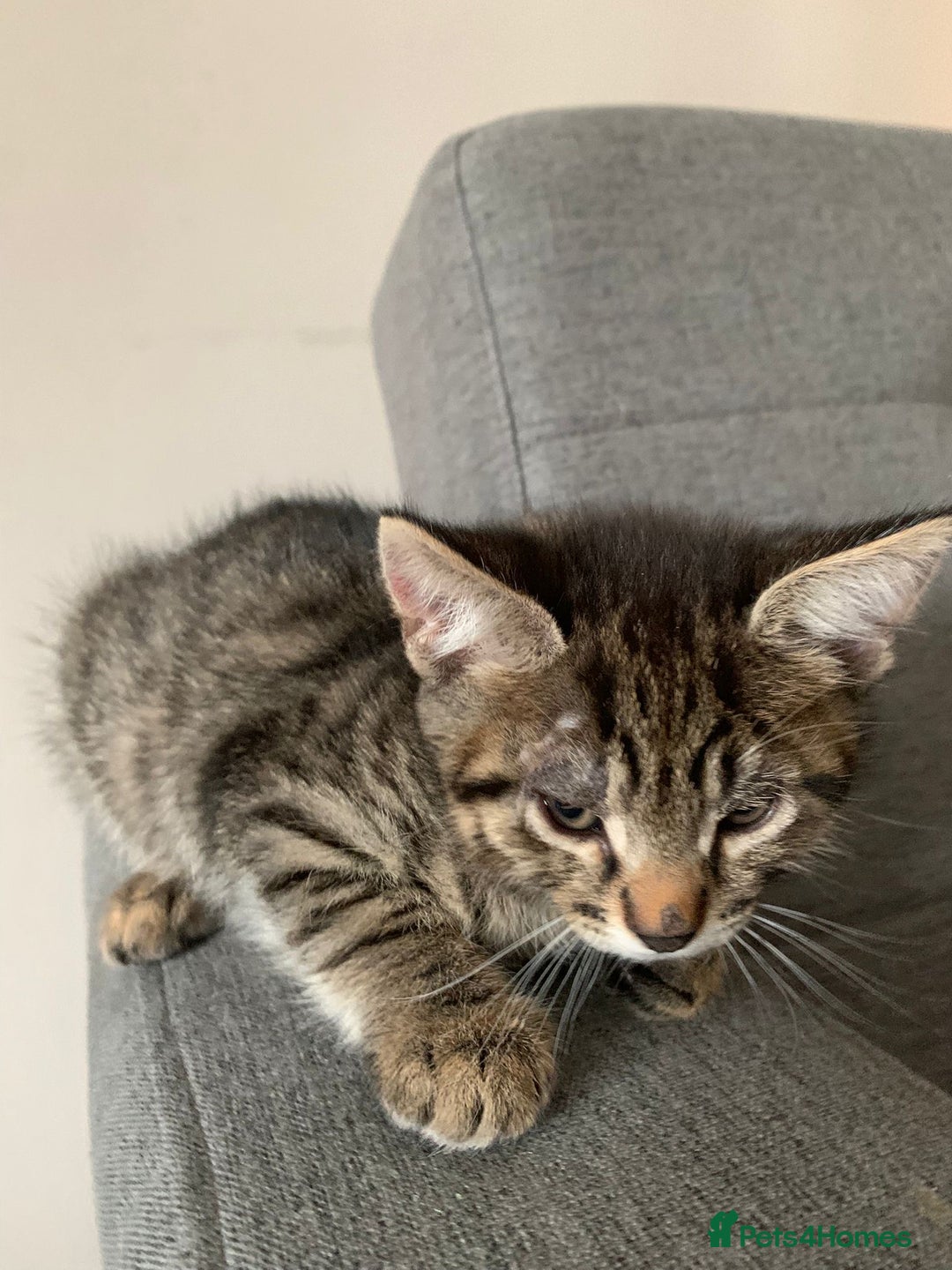 Mixed Breed cats for sale: Kitten - half Siberian READY NOW  - Image 2