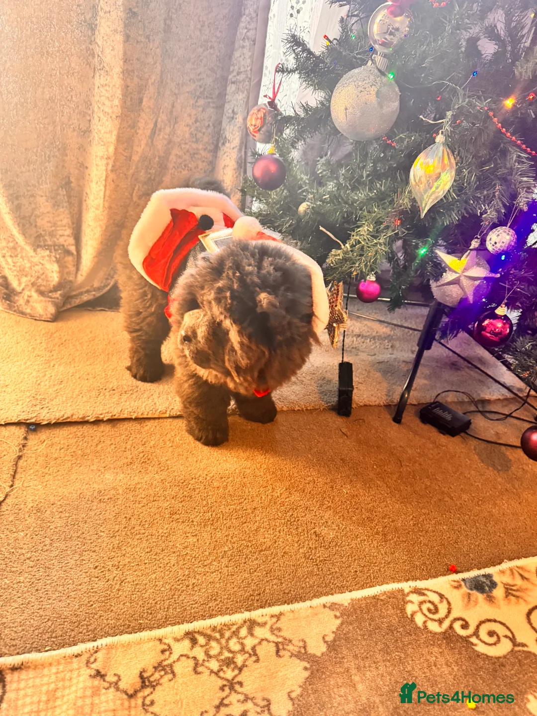 Chow Chow dogs for sale: Chow chow puppies  - Advert 2