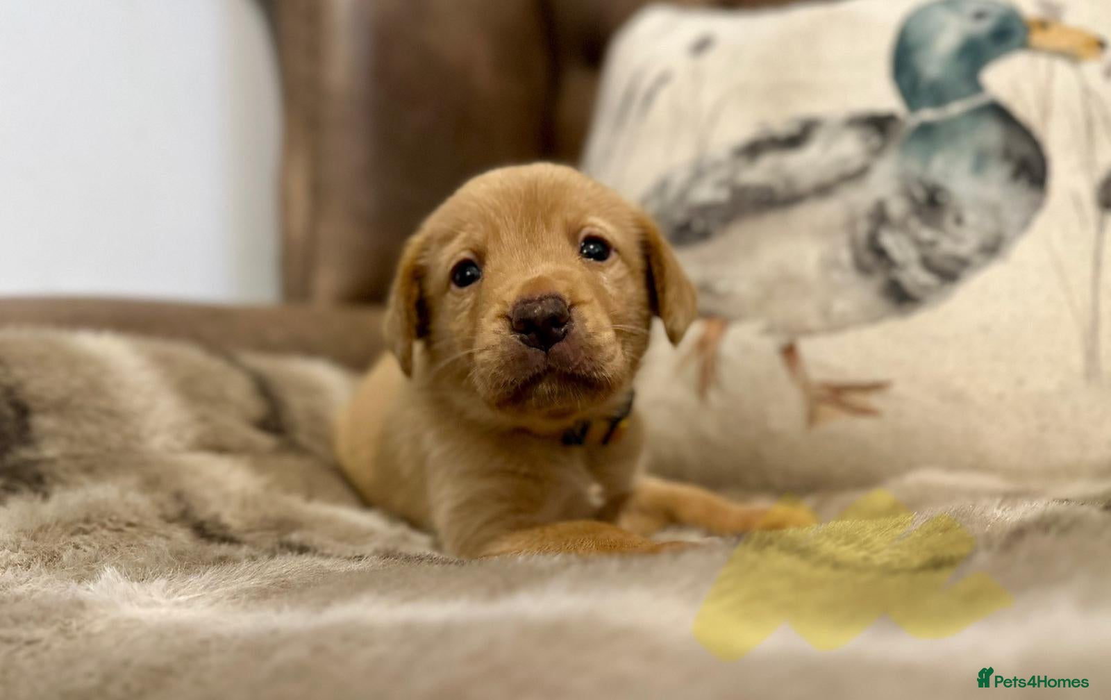 Labrador Retriever dogs ELITE FTCH CHAMPION 🏆 KC HEALTH TESTED PUPS - Advert 1