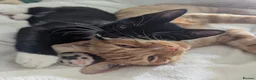 Mixed Breed cats for sale: Bonded pair of cats in Gaerwen - Advert 1