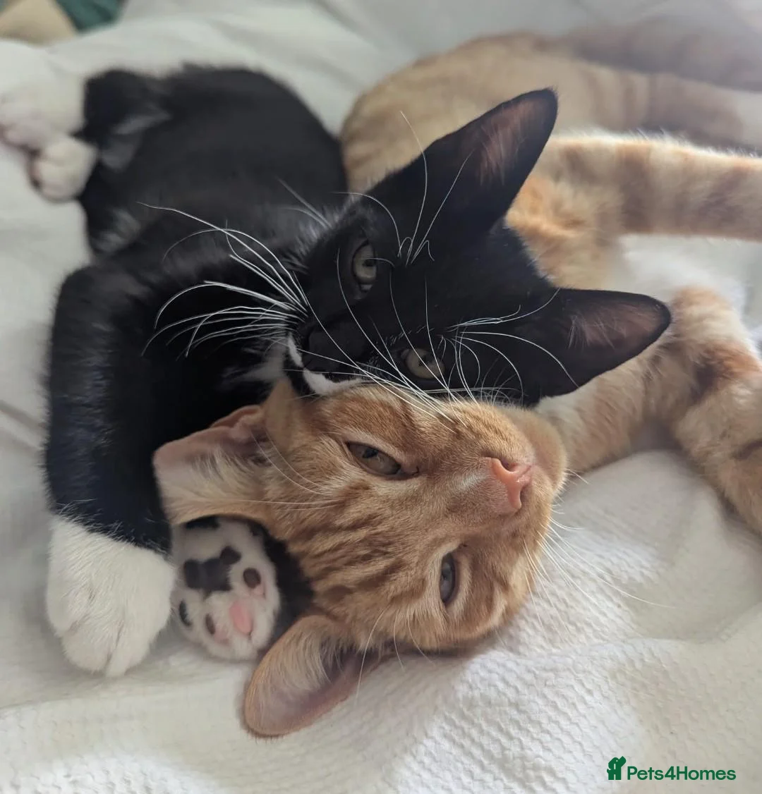Mixed Breed cats for sale: Bonded pair of cats in Gaerwen - Advert 1