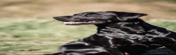 Labrador Retriever dogs for stud: Fin - BLACKTHORN - Advert 1