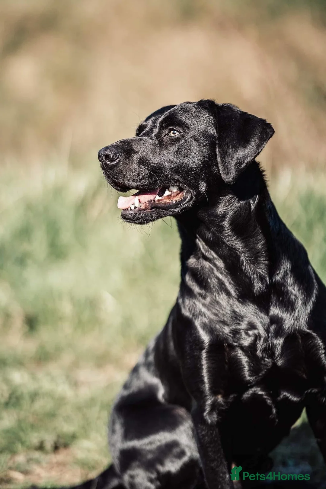 Labrador Retriever dogs for stud: Fin - BLACKTHORN - Advert 1