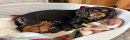 Cavapoo dogs for sale: Affectionate Cavapoo Puppies  Available for Sale - Advert 1